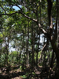 Yuibera Yuwi Trail - Accommodation Gold Coast 0